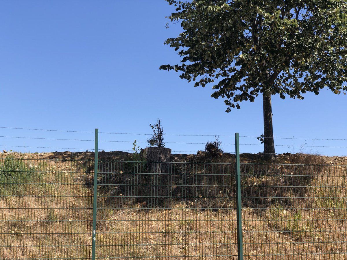 CyrilBauchais's tweet photo. 🤬Dégoûté !
Depuis plusieurs années maintenant, chaque matin j’entendais un petit Pic vert taper sur le bois des arbres qui étaient là depuis des décennies. 🐦 

Ces arbres, comme vous pouvez le voir sur ces photos étaient en bord de voie et surtout loin des travaux... 

1/3 https://t.co/T62KMNcl4O