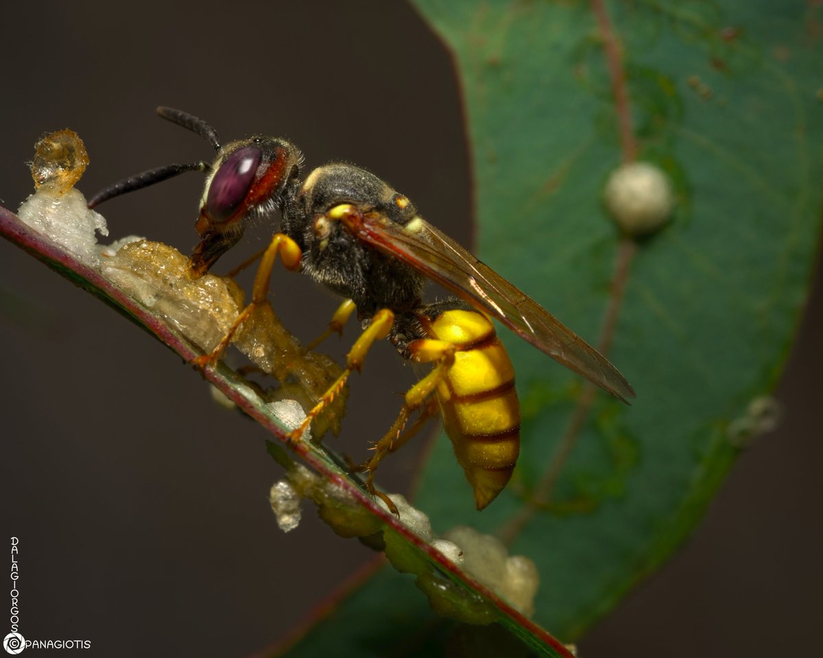 PYoPhotography1's tweet photo. The Hymenopteran Philanthus triangulum sucking the sweet secretion which forms a conical structure, secreted by the Hemipteran Glycaspis brimblecombei nymphs which infect Eucalyptus' leaves.

#nature #macrophotography #NaturePhotography #insects #parasite 
@BBCEarth @natgeowild https://t.co/z8ZHUwPUaE