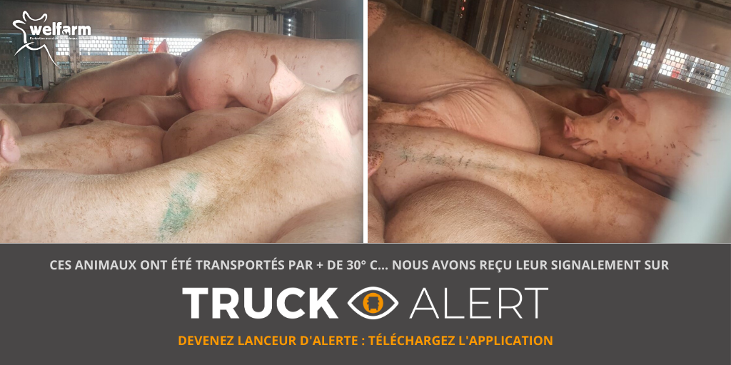 Welfarm's tweet photo. [⛔ #ACTIONTRANSPORTS] Les signalements commencent à affluer sur l'application #TRUCKalert 🙏
+ vos témoignages seront nombreux, moins le Gouvernement pourra nier l'ampleur du problème !
➡ Signalez les transports d'animaux par + de 30° C sur TRUCKalert : https://t.co/wkFSp5k2QI https://t.co/Nrg9ou4ene