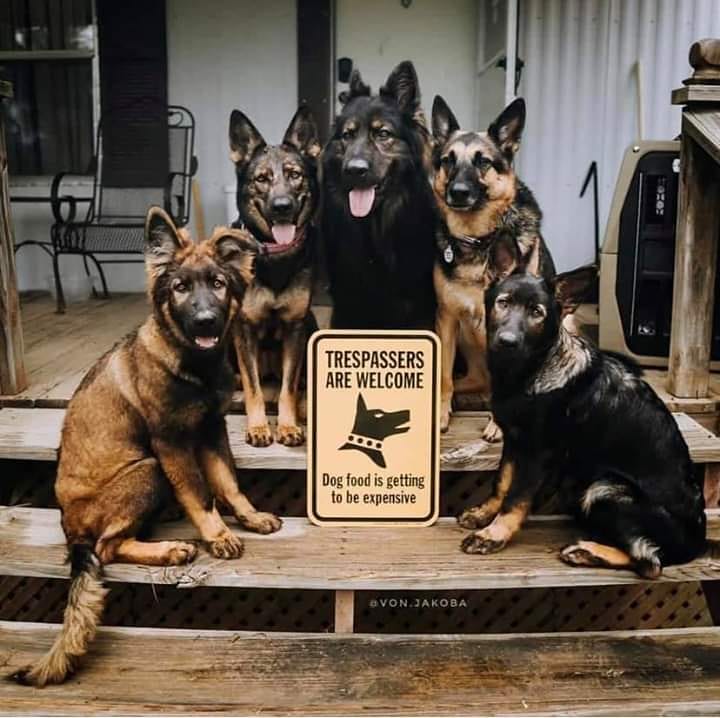 ghdogblogger's tweet photo. The message tho πππ
-
Follow @ghdogblogger for more dog content.
-
#germanshepherd #shepherddogs #GSD #germanshepherddog
#bullterrier
#bullterrierpuppy #BelgianMalinois #belgianmallinois #belgianmalinoisofinstagram #belgianmalinoispuppy
#ghdogblogger #dogblogger #dogblog https://t.co/IsAw4iNKoW