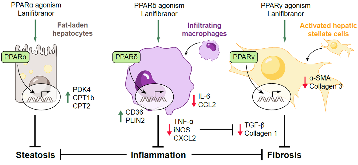 Pan-#PPAR agonists combine the beneficial effects of selective PPAR agonists and may counteract #inflammation and disease progression more potently in #NAFLD bit.ly/3fnFkh8 <a href="/ChariteBerlin/">Charité - Universitätsmedizin Berlin</a> #NASH