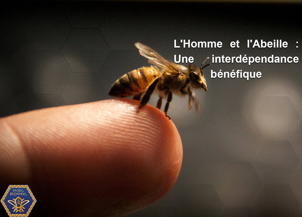 MielRoyal's tweet photo. Découverte🧐 : L'Homme et l'Abeille🐝 : Une interdépendance bénéfique.
Au fil du temps, l'homme a réussi à élever l'Abeille domestique en l'installant dans une ruche, pour pouvoir récolter son miel.
#IlEtaitUneFois #MielRoyal #MielDesHautsPlateaux #GrassfliedsHoney https://t.co/ypMYNPWNKO