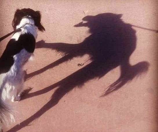 MykLopez's tweet photo. Sometimes, even your own shadow can scare you. But always remember, you are not your shadow. 🐺
#Lopez #SonOfTheWolf https://t.co/hghnNCAOuW