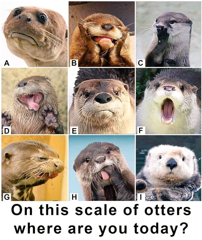 ForesterSujita's tweet photo. On this scale of otters where are you today?? 
I'm on E today!!
#Otters #OtterHumor #moods https://t.co/O6P8k6VFa5