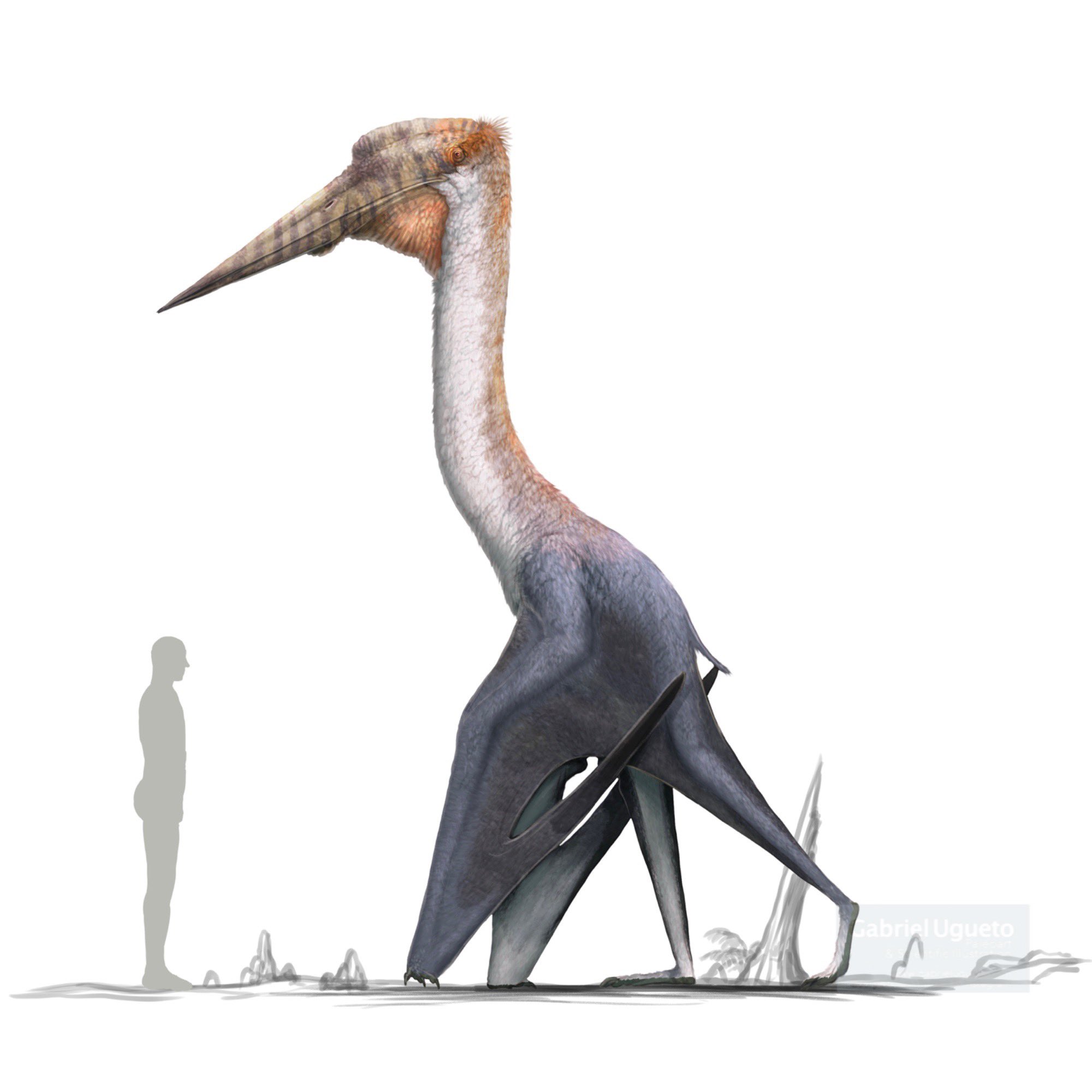 Gabriel N. U. on X: Pteranodon sternbergi. A huge #pterosaur. The largest  pteranodontid  #paleoart #sciart   / X