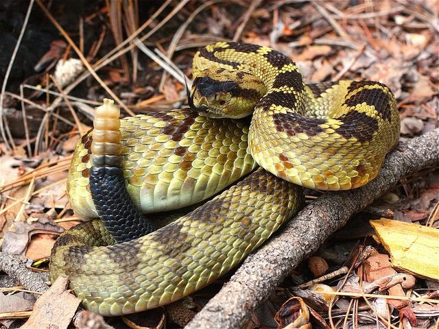 ReptilesUganda's tweet photo. A snake's internal organ have been shrunken, stacked on top of one another and ingeniously engineered to fit in their body. Their skeleton consists of flexible backbones and dozens of pairs of ribs. Their skins is covered by scales and is generally dry to the touch. https://t.co/w7YwosWpBi