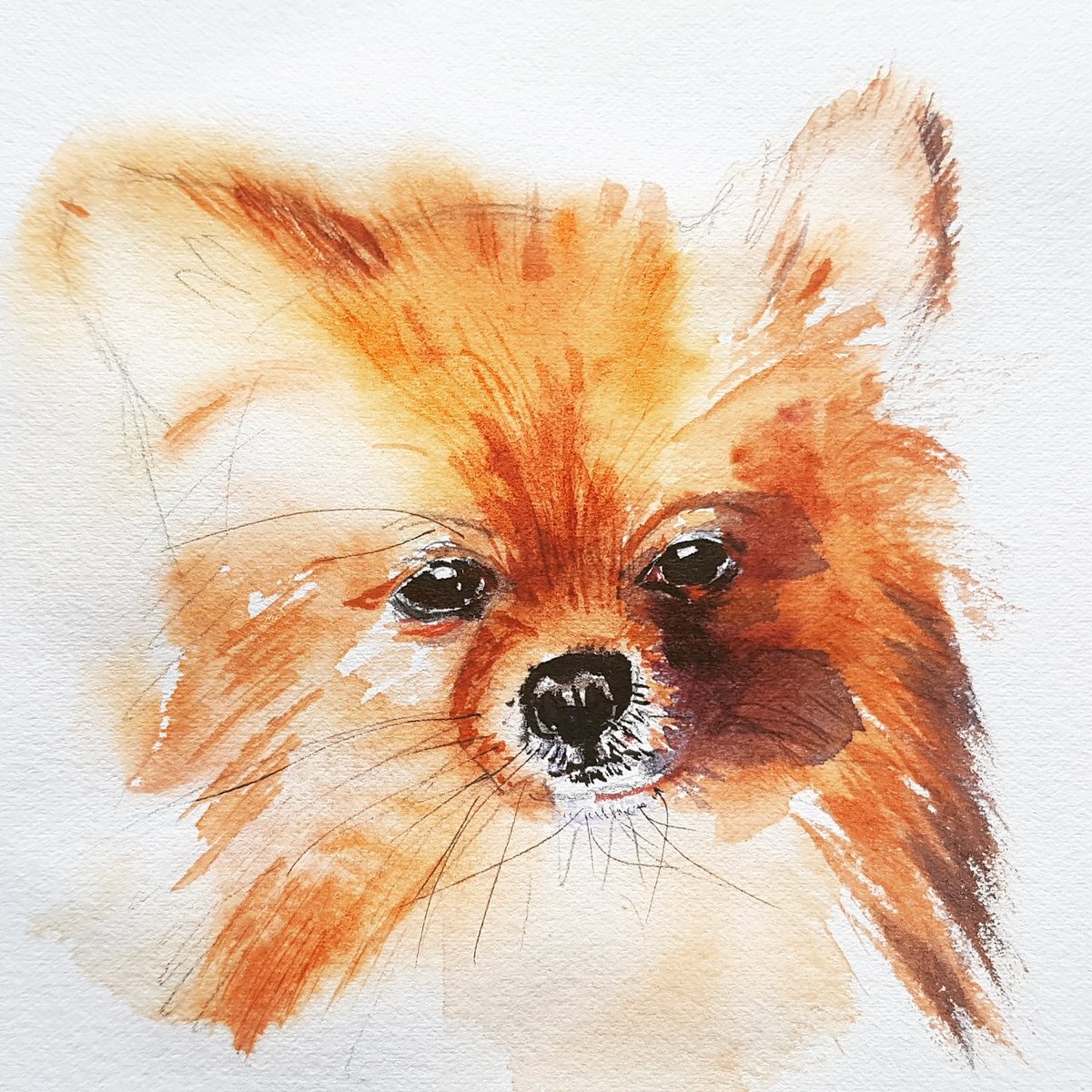 RustlerArt's tweet photo. Dog in watercolor, play a bit in watercolor. #watercolor #watercolorsketch #dogart https://t.co/wWi7gEyOoC