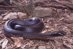 ReptilesUganda's tweet photo. Most snakes have only one lung. It is exceptionally long, reaching well into the snake's body. When the lung is full of air it looks almost as if the snake has swallowed another snake. Snakes lack a diaphragm muscle to push their lungs. 

#ugandareptilesvillage #visituganda https://t.co/dWPhw5q3Lx