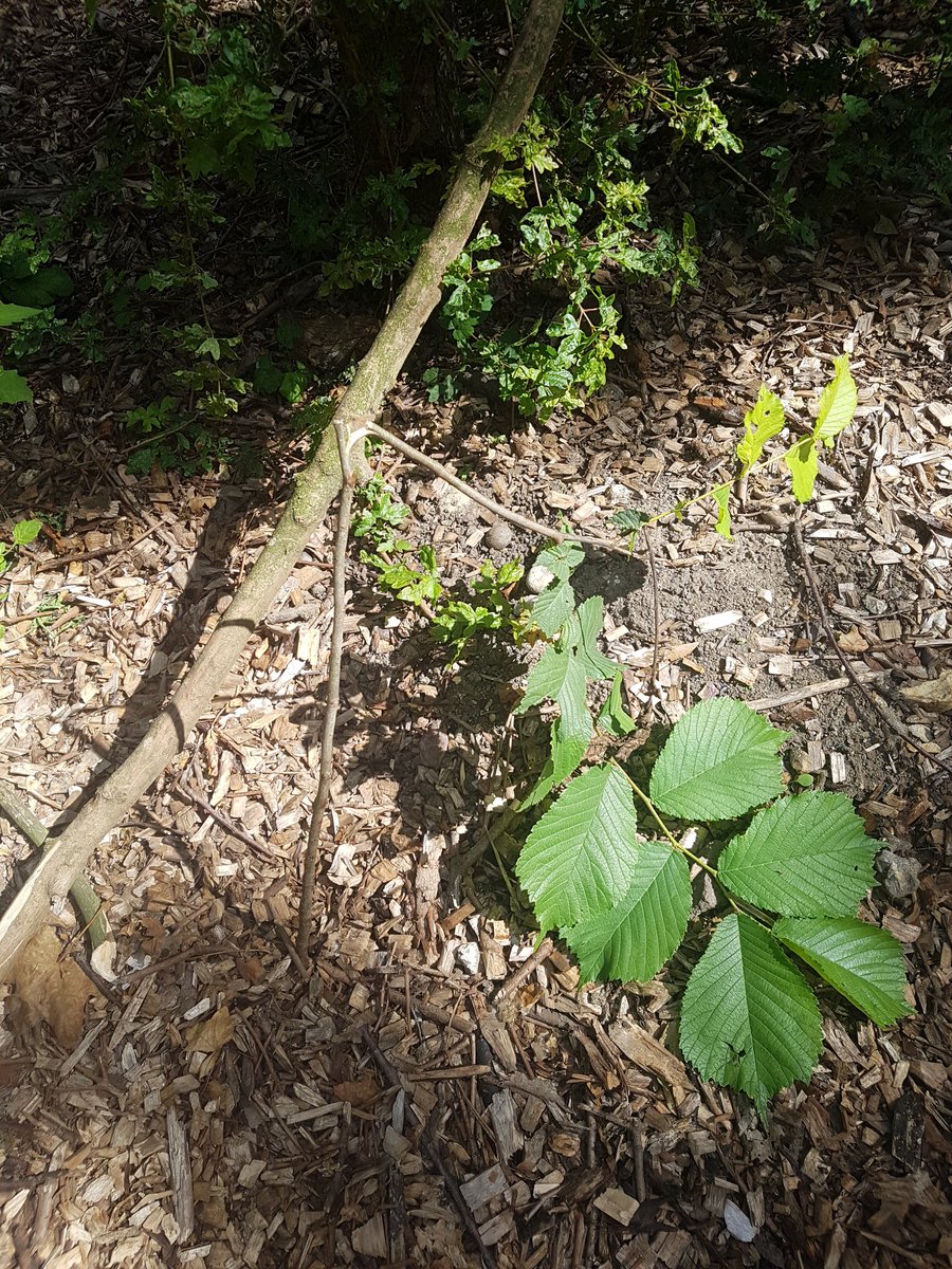 Another night of environmental thuggery in Stave Hill Ecology Park. A dozen newly planted Elm Trees snaped in half, plus a 'Cowards' message to decent #Rotherhithe members of the public. Volunteers will replant soon and go again. <a href="/se16/">SE16</a> <a href="/DocksDem/">Surrey Docks Liberal Democrats</a> <a href="/canadawatersaf1/">canadawatersafetynetwork</a> @RotherhitheLoc