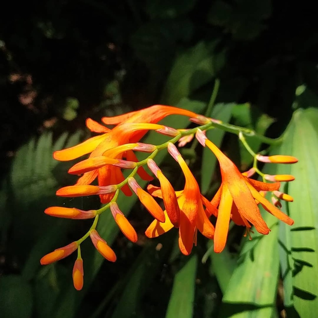 BasqueBites's tweet photo. LOREAK
FLORES
FLOWERS
Wild. Mount Ulia. Btwn SanSeb & Pasaia on the GR121 / Camino de Santiago Basque Coast Route.
.
.
.
.
.
#flowers #lorea #loreak #flores #wildflowers #hiking #caminodesantiago #pintxotour #uliamendi #elcamino #gr121 #rutavasca #igtr… https://t.co/yNC9aNngdk https://t.co/l0dGswM0WN