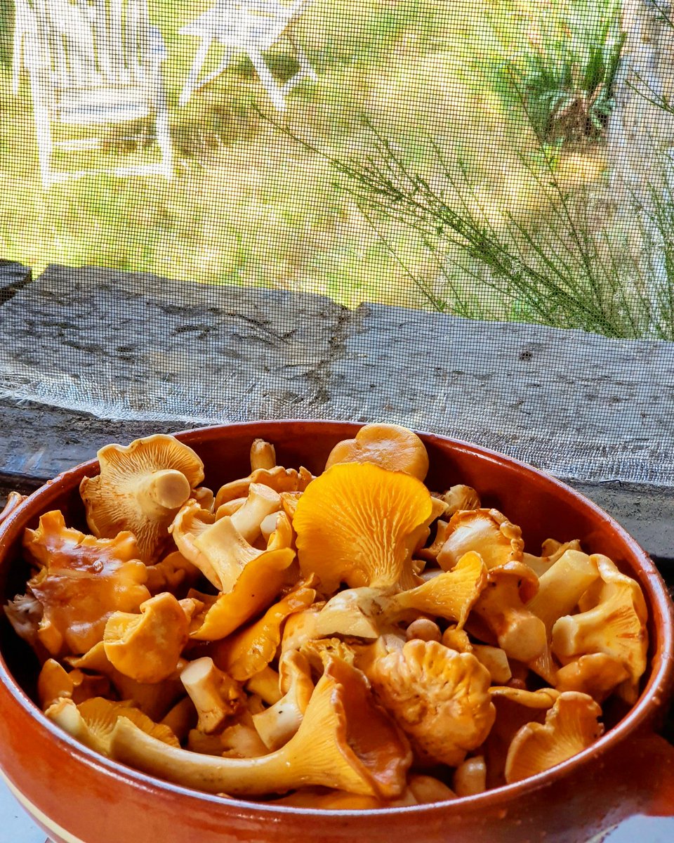 jordibeumala's tweet photo. Rossinyols nets i polits!!! A partir d'ara ningú sap com acabaran...
#bolets #gastroigers #collites https://t.co/o1V4mlZoJI