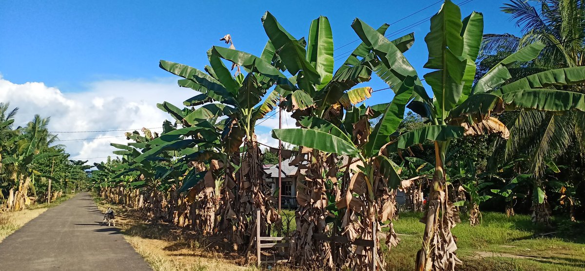 FidheaYeni's tweet photo. Desa Penjalaan merupakam DPG-BRG tahun 2020 di provinsi Kalimantan Barat
yang memiliki sumber daya Alam yang melimpah, salah satunyaa pisang nipah atau pisang kepok..
@muhyusuf039 
@jwaluyo 
@MitraGambut 
@kalbar_wawan 
@kementan https://t.co/KLbD6BXcmD