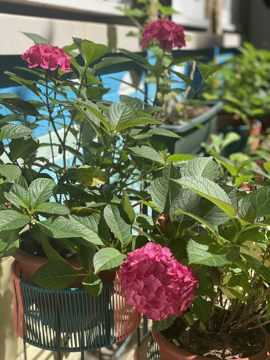 MarylebonePrjct's tweet photo. Our courtyard garden is in bloom! The perfect spot for our ladies to relax. Some of our residents have been carefully tending to our plants during lock-down... fingers crossed for a healthy crop of strawberries! 🍓 💐 🌷 💜 #gardening #relaxation #community #senseofhome https://t.co/lLAJ2SplBp