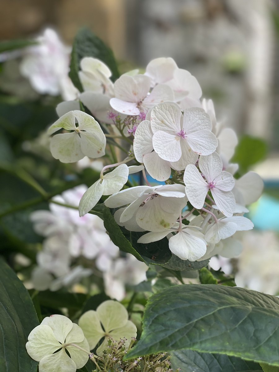 MarylebonePrjct's tweet photo. Our courtyard garden is in bloom! The perfect spot for our ladies to relax. Some of our residents have been carefully tending to our plants during lock-down... fingers crossed for a healthy crop of strawberries! 🍓 💐 🌷 💜 #gardening #relaxation #community #senseofhome https://t.co/lLAJ2SplBp