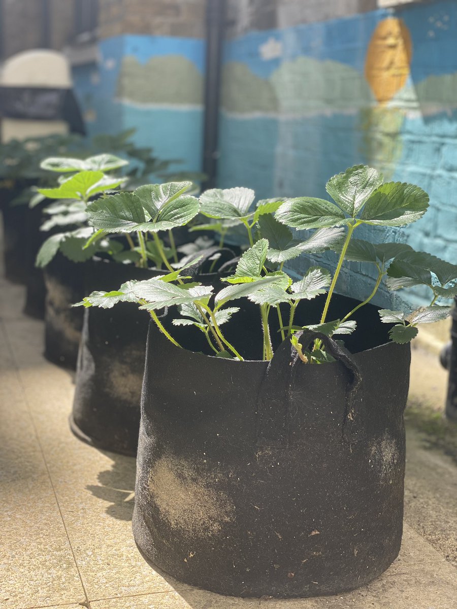 MarylebonePrjct's tweet photo. Our courtyard garden is in bloom! The perfect spot for our ladies to relax. Some of our residents have been carefully tending to our plants during lock-down... fingers crossed for a healthy crop of strawberries! 🍓 💐 🌷 💜 #gardening #relaxation #community #senseofhome https://t.co/lLAJ2SplBp