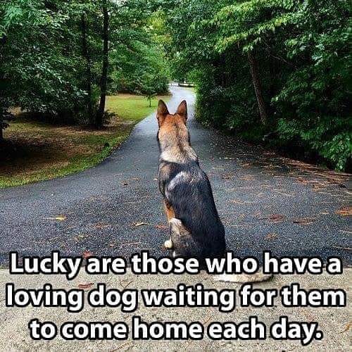 ghdogblogger's tweet photo. True story β€
-
Follow @ghdogblogger for more dog content.
-
#germanshepherd #shepherddogs #GSD #germanshepherddog
#BelgianMalinois #belgianmallinois #belgianmalinoisofinstagram #belgianmalinoispuppy
#ghdogblogger #dogblogger #dogblog #dogghana #ghdogs #dogsgh #ghanadog https://t.co/VDHD4Dpi3Q