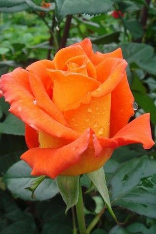 Good morning my friends 🌾🌷⚘🌿☘🌱🌹🌲🍀🍁🌳🌺🌼🌸🌵🍃🍂🌴🌻💐