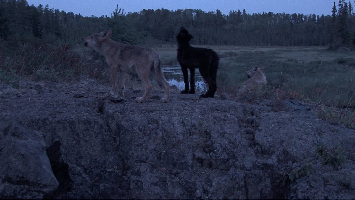 Nature365tv's tweet photo. July 21, 2020 https://t.co/wjgSDFCycA - #Wildwolves #WolfPups #WolvesHowling https://t.co/Tq23c0a32c