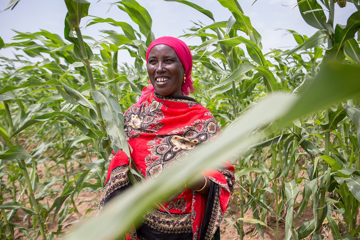 AfricaSeeds (@africaseeds) on Twitter photo RT <a href="/FAOSomalia/">FAO in Somalia</a>: EU-funded "Somaseed" project revived farmer seed systems including endangered indigenous seeds, benefiting farmers & communities in #Somalia. From lead farmers to agro-dealers, seed growers, #women played a key role.
bit.ly/2BOuj9K RT <a href="/FAOSomalia/">FAO in Somalia</a>: EU-funded "Somaseed" project revived farmer seed systems including endangered indigenous seeds, benefiting farmers & communities in #Somalia. From lead farmers to agro-dealers, seed growers, #women played a key role.
bit.ly/2BOuj9K