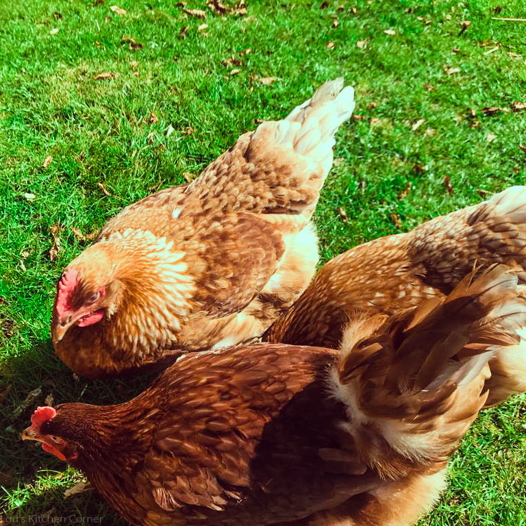 louvclark1's tweet photo. The chicken-label conundrum

What do I buy? Organic, free-range, indoor...

Understand animal welfare &amp; how to ensure you know what you're buying

Know your chicken... https://t.co/ZvUHKUVDbo

#organicchicken #knowyourfood #familycook #foodbloggers #foodblog #UKfoodblogger https://t.co/iYBD5Mt62a