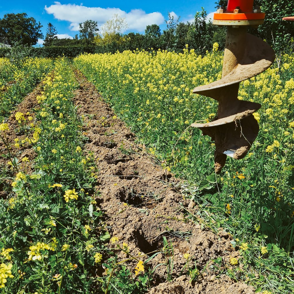 peterstontea's tweet photo. We did say it was yellow π bit of drilling today, we've nearly finished planting out for this year, the mustard will die back and provide some natural fertility as it mulches down #welshtea #artisantea #teafarm #tea #welshfoodanddrink #uktea #looseleaftea #cardiff #agroforestry https://t.co/9zAQ8jAnUm