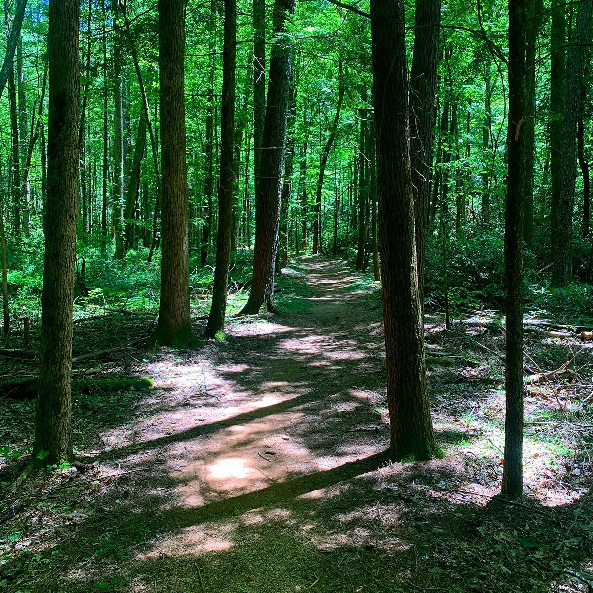 GreatSmokyNPS's tweet photo. Here are some helpful tips to beat the heat and have a safe and enjoyable hike in the Smokies: #recreateresponsibly

- Hike early in the morning
- Monitor the weather 
- Carry plenty of water and stay hydrated 
- Pack some salty snacks
- Hike trails at higher elevation https://t.co/7zinTvLroY