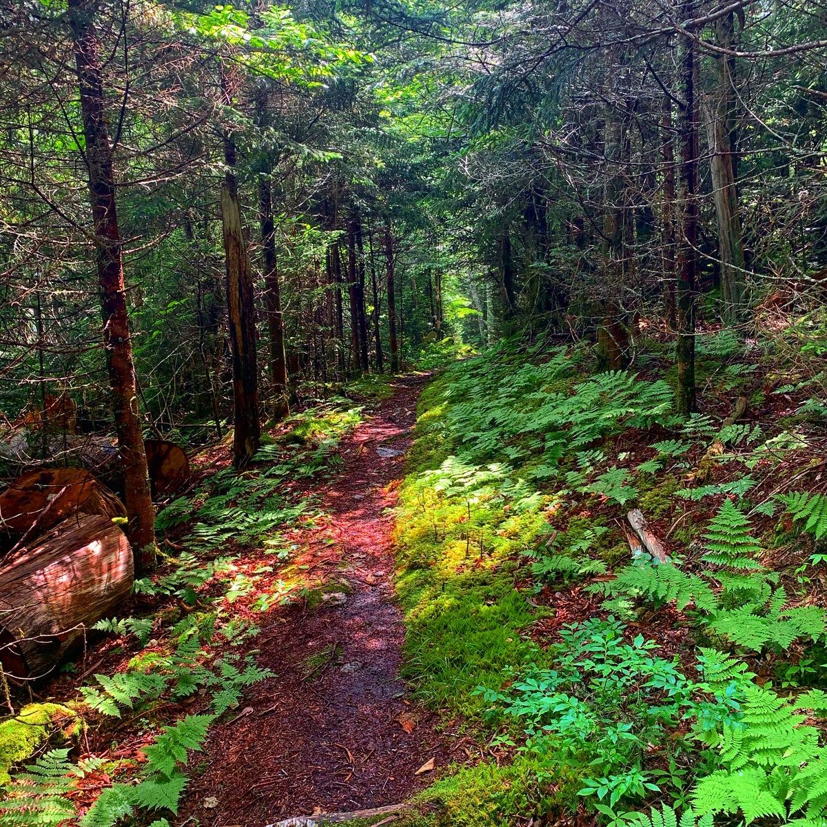 GreatSmokyNPS's tweet photo. Here are some helpful tips to beat the heat and have a safe and enjoyable hike in the Smokies: #recreateresponsibly

- Hike early in the morning
- Monitor the weather 
- Carry plenty of water and stay hydrated 
- Pack some salty snacks
- Hike trails at higher elevation https://t.co/7zinTvLroY