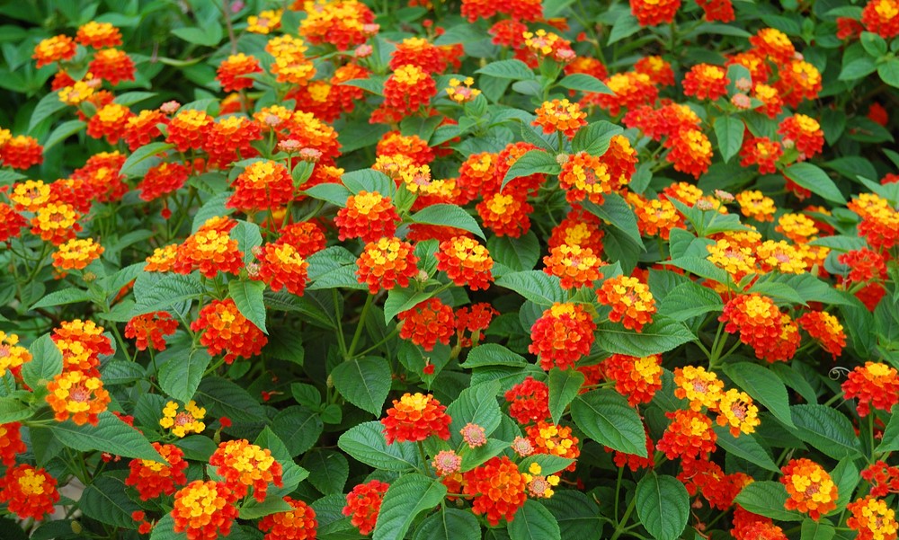 Exhibit B - Lantana camara. #Plants interact with, and manipulate the world around them.Different coloured petals = biochemical chit-chat with pollinators.1/4