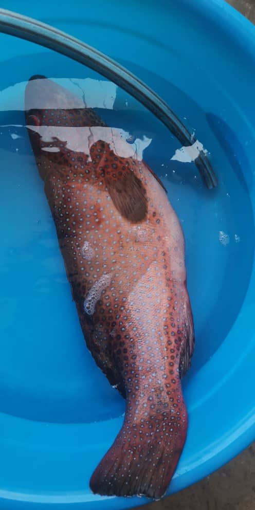 TMadius's tweet image. Bopren mcm mo kasi idup tu ikan taw...pasang2 hos🤣🤣🤣
#kerapumerah