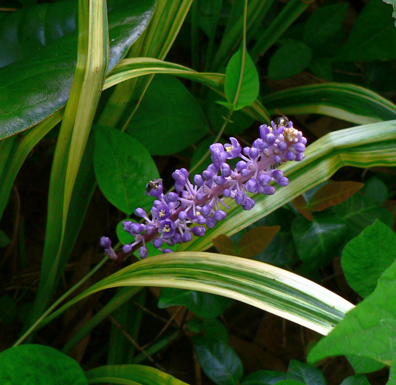 こころんグリーン ヤブランの薄い紫の花が咲いていました 幾つかの花が開いています 薄暗い草むらの奥で 鮮やかに輝いています ヤブラン 紫の花 草むら 夏 夏の花 山野草 野草 園芸 ガーデニング 熊本市南区 熊本 T Co Giflf9m27s