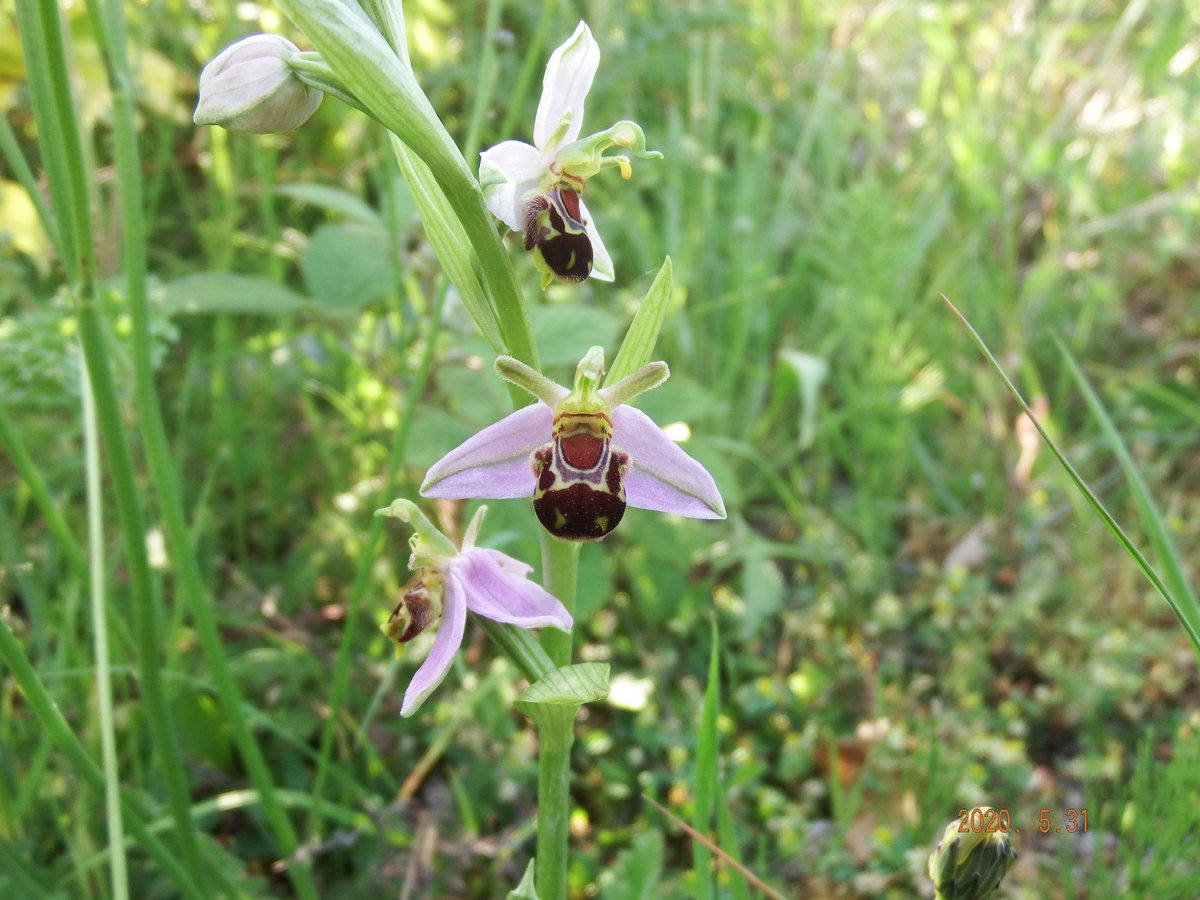 cumbriawildlife's tweet photo. Look what happens in our towns when a space is left for nature! These stunning bee orchids were photographed by David Coward in Barrow-in-Furness earlier in the summer. https://t.co/MqdmtuKcHV