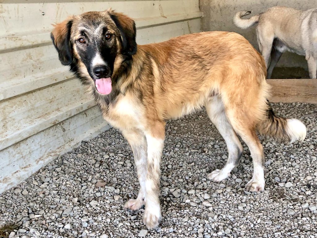 tarogermany1's tweet image. 📸 #Sammo &amp;amp; #Marla 🥰❤️
@comic_girl_