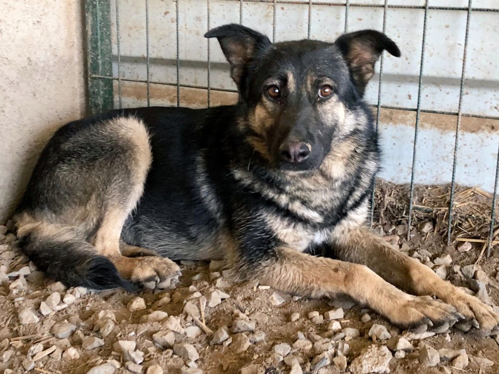 tarogermany1's tweet image. 📸 #Sammo &amp;amp; #Marla 🥰❤️
@comic_girl_