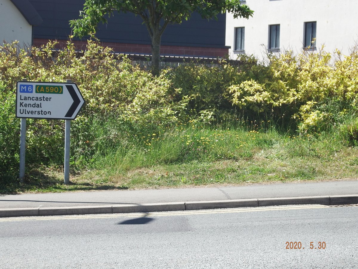 cumbriawildlife's tweet photo. Look what happens in our towns when a space is left for nature! These stunning bee orchids were photographed by David Coward in Barrow-in-Furness earlier in the summer. https://t.co/MqdmtuKcHV