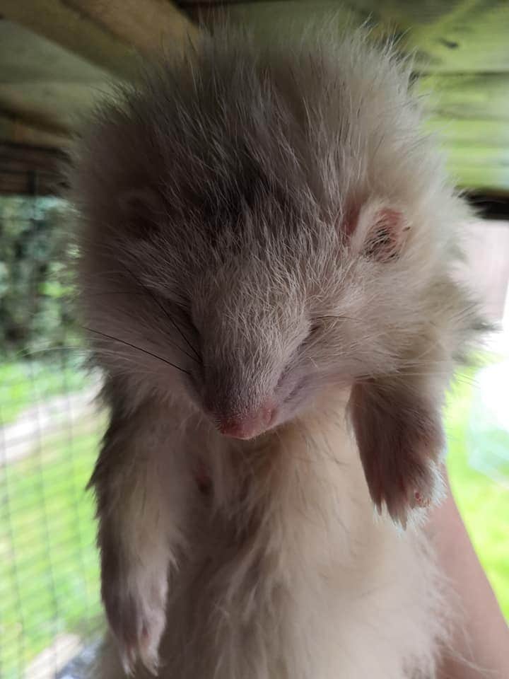 Kh316's tweet photo. @thismorning Here is a ferret in 'Dead sleep'. They go into such a deep sleep they appear dead and lifeless. This is Wisp out cold. A normal thing for ferrets 😂 https://t.co/zuC5UsVe5B
