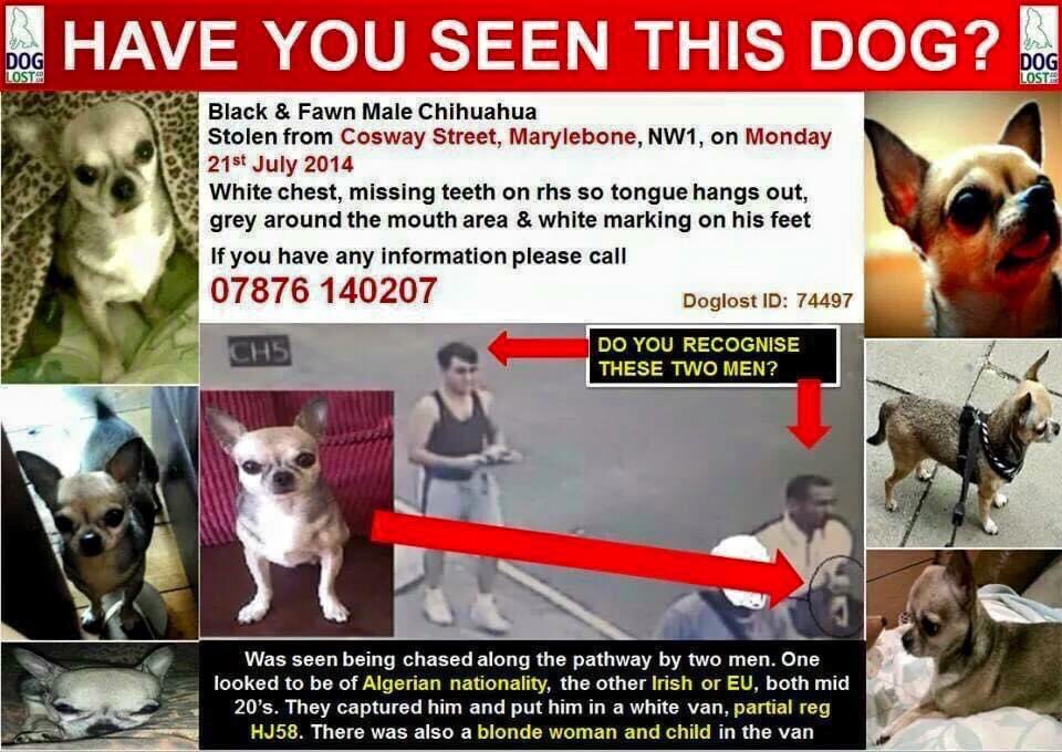 LisaLisaw1's tweet photo. π Please donβt forget Jakey π #FindJakey #MissingDog 21.07.14 #Marylebone #London #ChiSunday @find_jakey #ScanMe #CheckThatChip #MissingSixYears #StopPetTheft #MissingTooLong #TheftByFinding #LongTimeMissing ππππππ https://t.co/7FcitfoP03