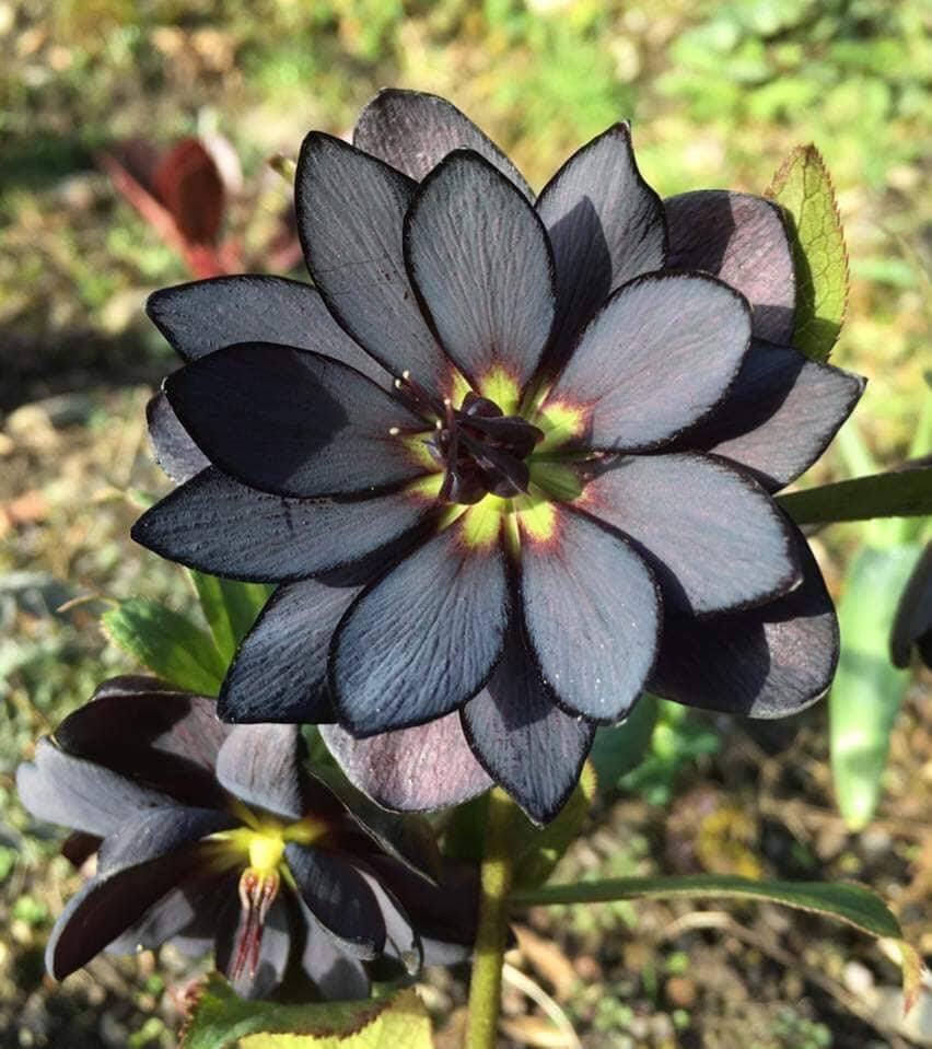 FabulousWeird's tweet photo. The beautiful black hellebore 🖤
Seeds available here : https://t.co/DiHDlIghLs https://t.co/G7hl64dnjS