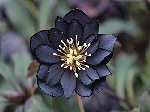 FabulousWeird's tweet photo. The beautiful black hellebore 🖤
Seeds available here : https://t.co/DiHDlIghLs https://t.co/G7hl64dnjS