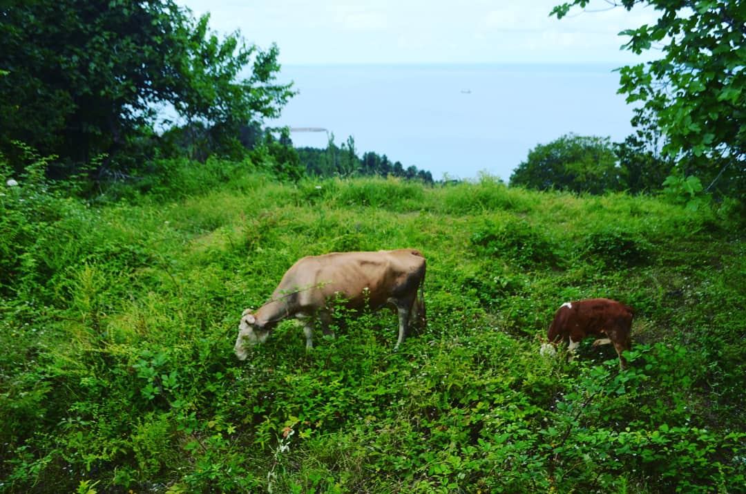 DilaverMervenur's tweet photo. #kastamonu 🐂🐄💚 https://t.co/fk6yqPlmFO