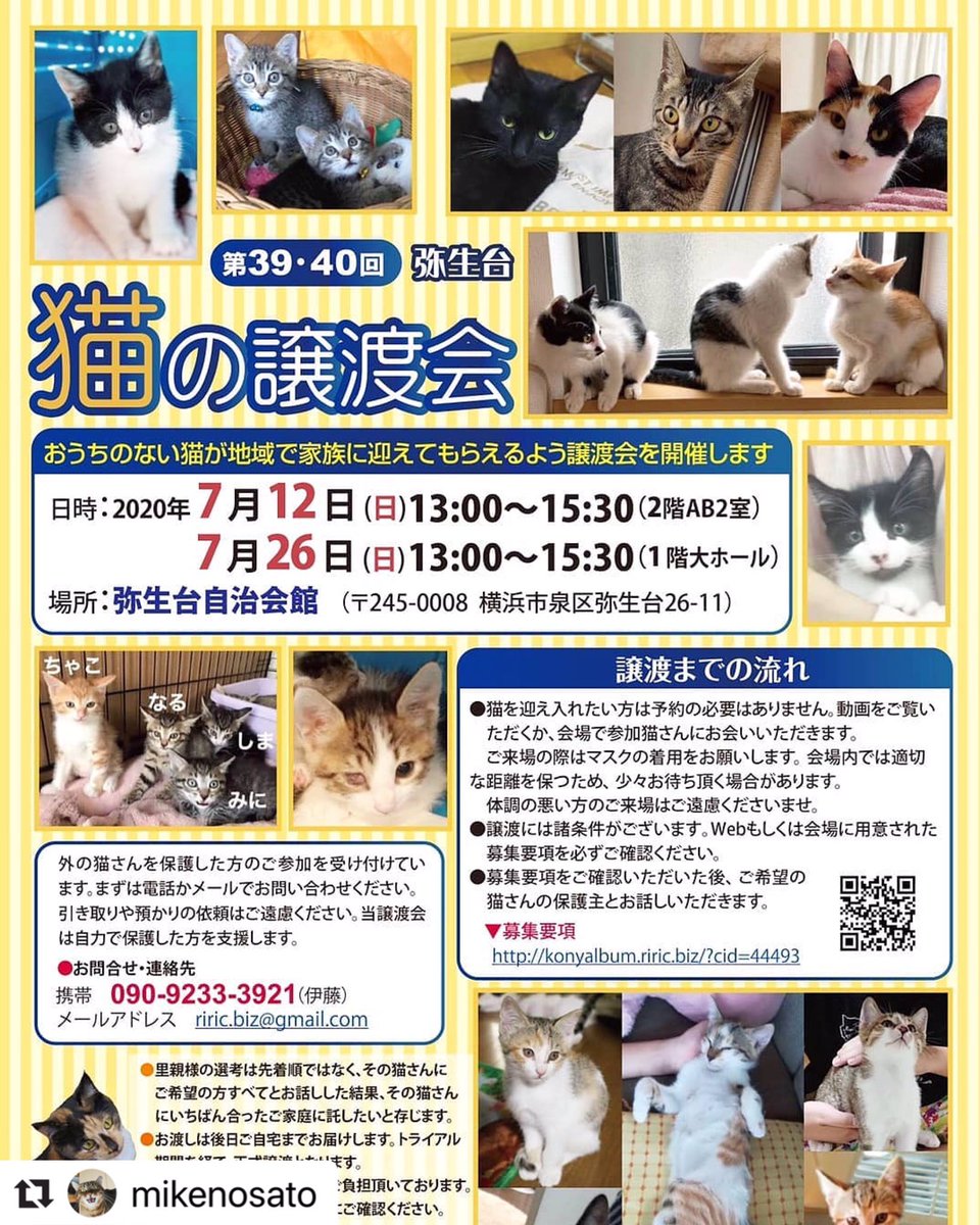 里親 横浜 猫 神奈川県 横浜市の猫の里親募集｜ジモティー