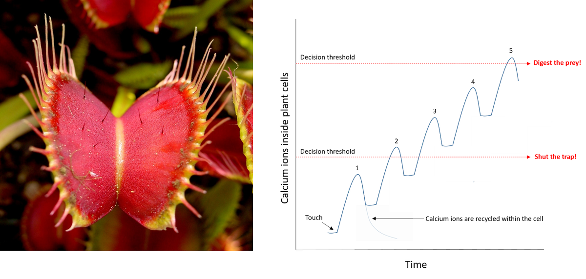 Exhibit C - the Venus FlyTrap. Can count to 5, and remembers where it is in the sequence! One does not simply turn a modified leaf into a stomach. That is a big deal, takes a lot of energy & is a risky decision for the plant.The counting helps it to balance risk/reward.1/5