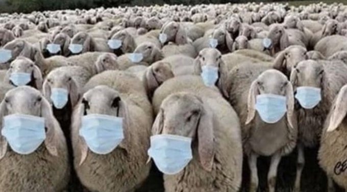 TheOneSevere's tweet photo. The #SlaveMuzzle is worn by sheeple, too scared to question why they actually wear it. https://t.co/AaW26N7K0r
