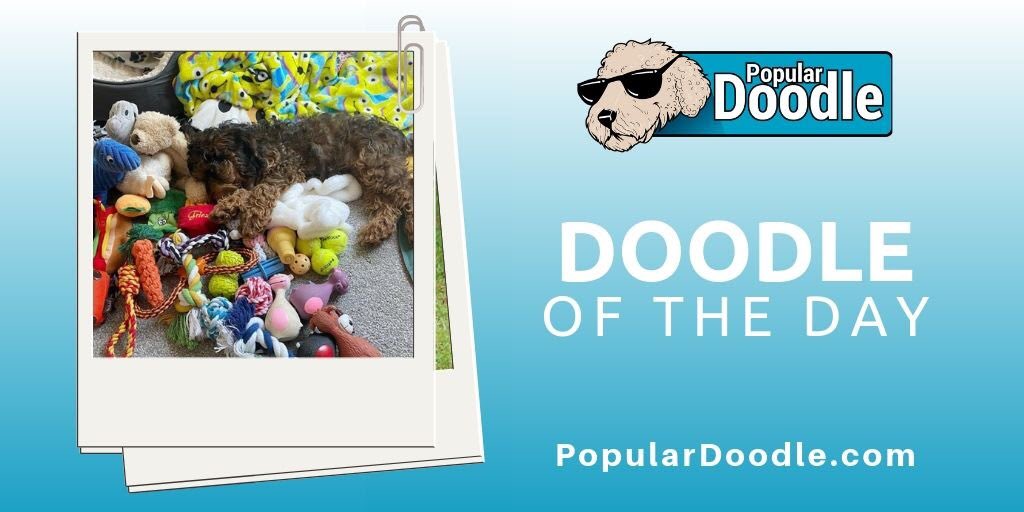 popular_doodle's tweet photo. Never enough toys!

📷 bearthecockapoo_1 (on IG)

#populardoodle #cockapoo #cockapoolife #cockapoolove #cockapooclub #cockapoopuppy #cockapoolovers #cockapoopuppies #cockapoopup #cockapoouk #cockapoos #cockapoolover #cockapoodog #cockapoomom #toycockapoo #minicockapoo https://t.co/9GSR98kijY