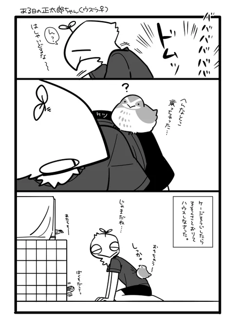 先日、ケージ掃除ついでの放鳥のとき羽ばたいていたら飼い主(私)に飛び乗っちゃったものの、掃除中大人しく乗ったままだった正太郎 