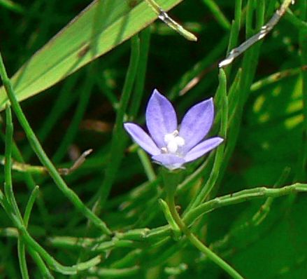 こころんグリーン Pe Twitter 用水路の脇の空き地に ヒナギキョウが咲いていました 薄い紫の小さな花が開いています 明るい日差しの中で 元気に咲いています ヒナギキョウ 薄い紫 小さな花 夏の花 夏 山野草 野草 園芸 ガーデニング 熊本市南区 熊本