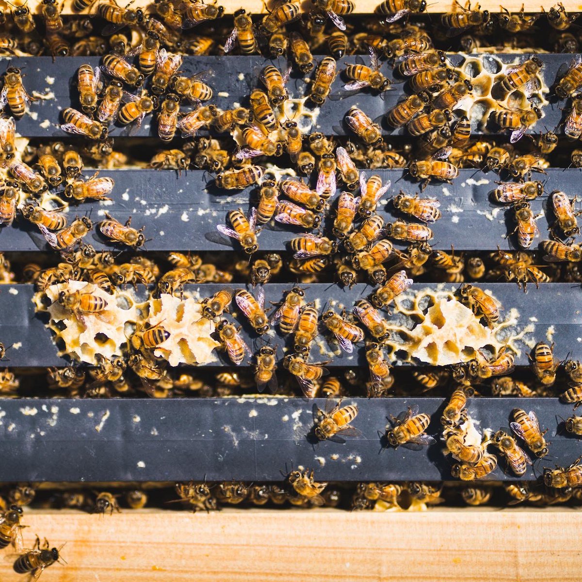 Turns out my studio mates are hardcore amateur #beekeepers. I’ve decided to document the process because if this thing works, I’m gonna want some of that #honey 🍯 
#Toronto #Bees #Beekeeping #JoinOurHive #SaveOurPollinators #TorontoPhotographer