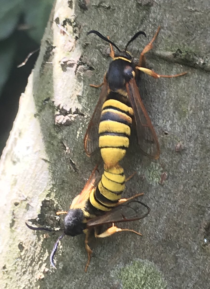 ALLANAlsmiff's tweet photo. ⁦@CRCuthbert⁩ ⁦@suffolkwildlife⁩ can you please help with identification. Just seen in my Beccles garden. Are they hornets?
Thanks Allan https://t.co/qlFKcQok7Z