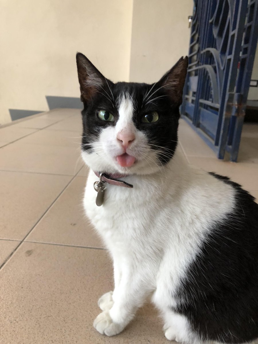 JustTrustBTS's tweet photo. @PunkZetta @BTS_twt omg Yoongi blep https://t.co/dnDYIVkzJb