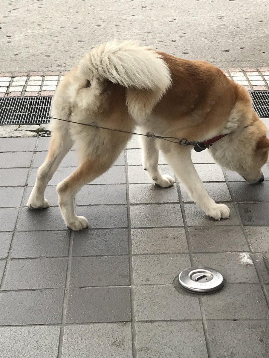 Orca仙台 気象地震病おさまること祈願 No Twitter 秋田犬に出会った 元気よい巨大犬に引かれていた方がいて 秋田犬ですか 何歳ですか と尋ねたら 即レスで ザギちゃんちのマサルの兄弟犬で まだ二歳と回答いただけました 引き手が全力で Orca仙台 気象地震病おさまること祈願 No Twitter 秋田犬に出会った 元気よい巨大犬に引かれていた方がいて 秋田犬ですか 何歳ですか と尋ねたら 即レスで ザギちゃんちのマサルの兄弟犬で まだ二歳と回答いただけました 引き手が全力で