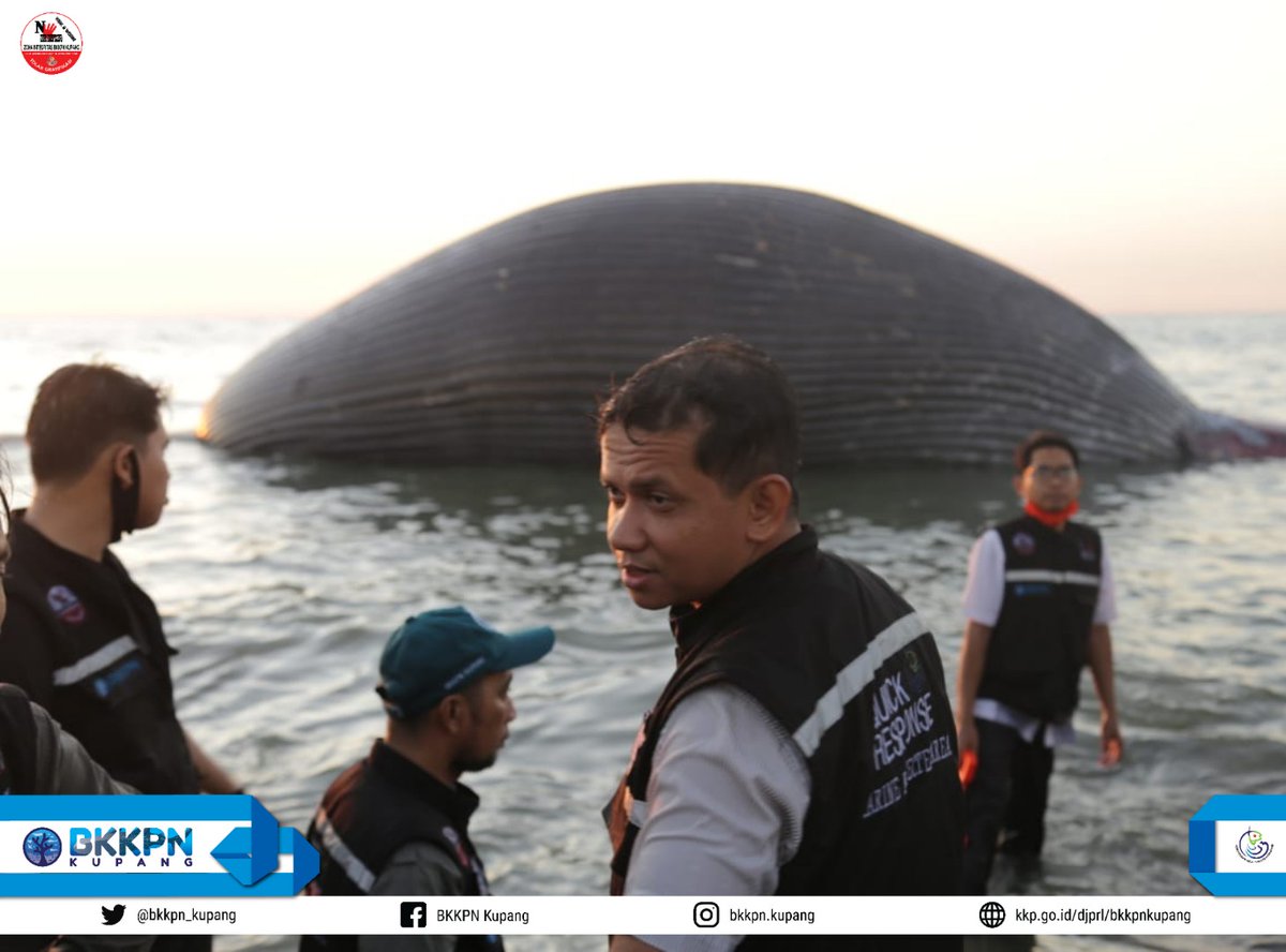 BalaiPK_kupang's tweet photo. Hai #SahabatBahari

Kupang (21/07), KKP melalui Tim Quick Response BKKPN Kupang bersama stakeholder gotong royong lakukan Penanganan Paus Biru yg Terdampar di Perairan Pantai Batu Kepala, Kelurahan Nunhilla Kota Kupang NTT 

#kkpgoid 
#djprl
#lebebae https://t.co/RZhC6kkpIn